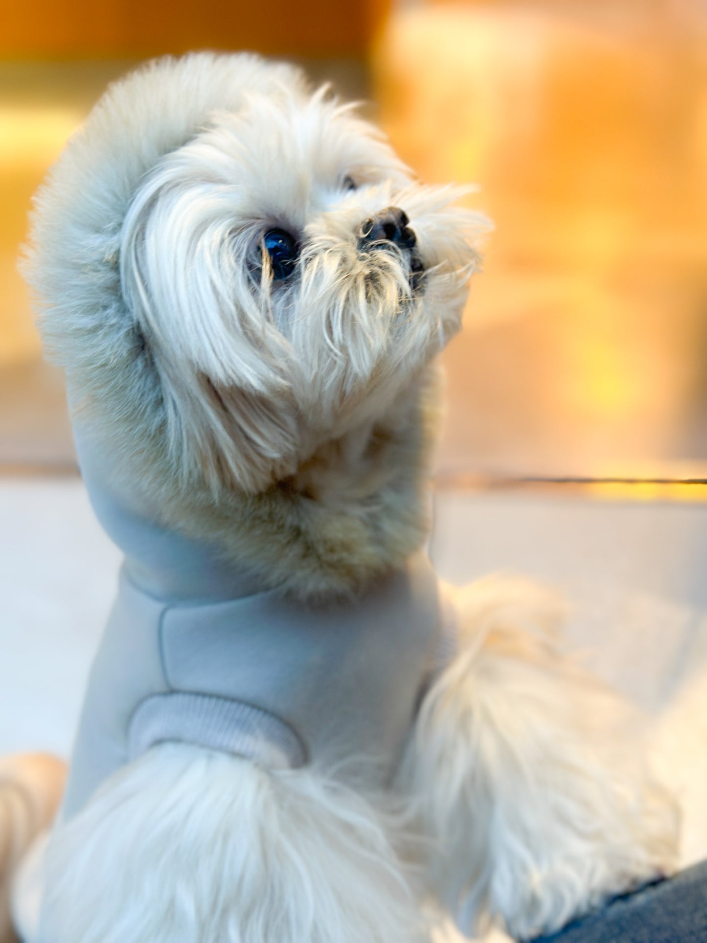 PAWFECT ファーパーカー 【ベージュ】