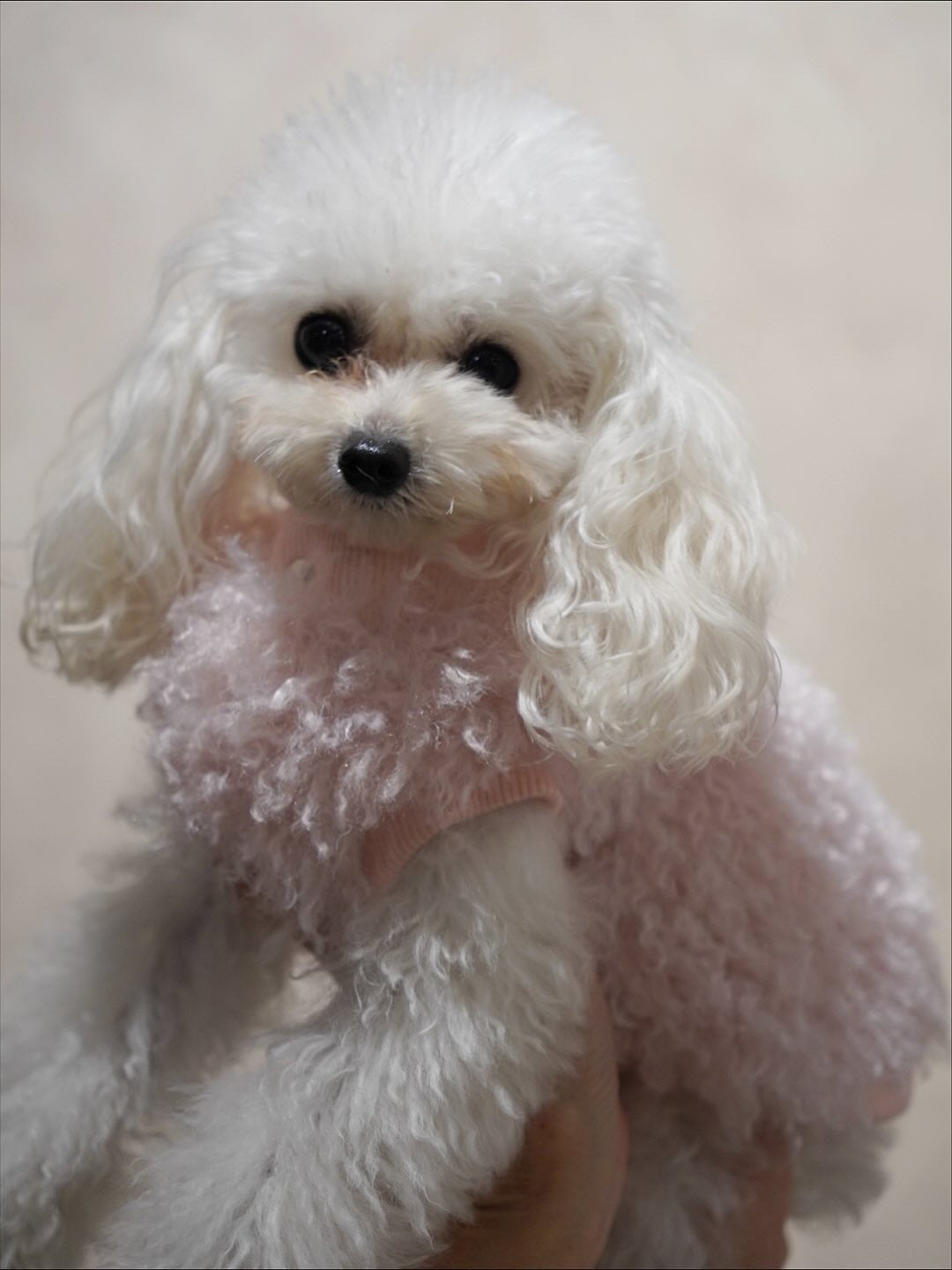 ソフトファーベスト