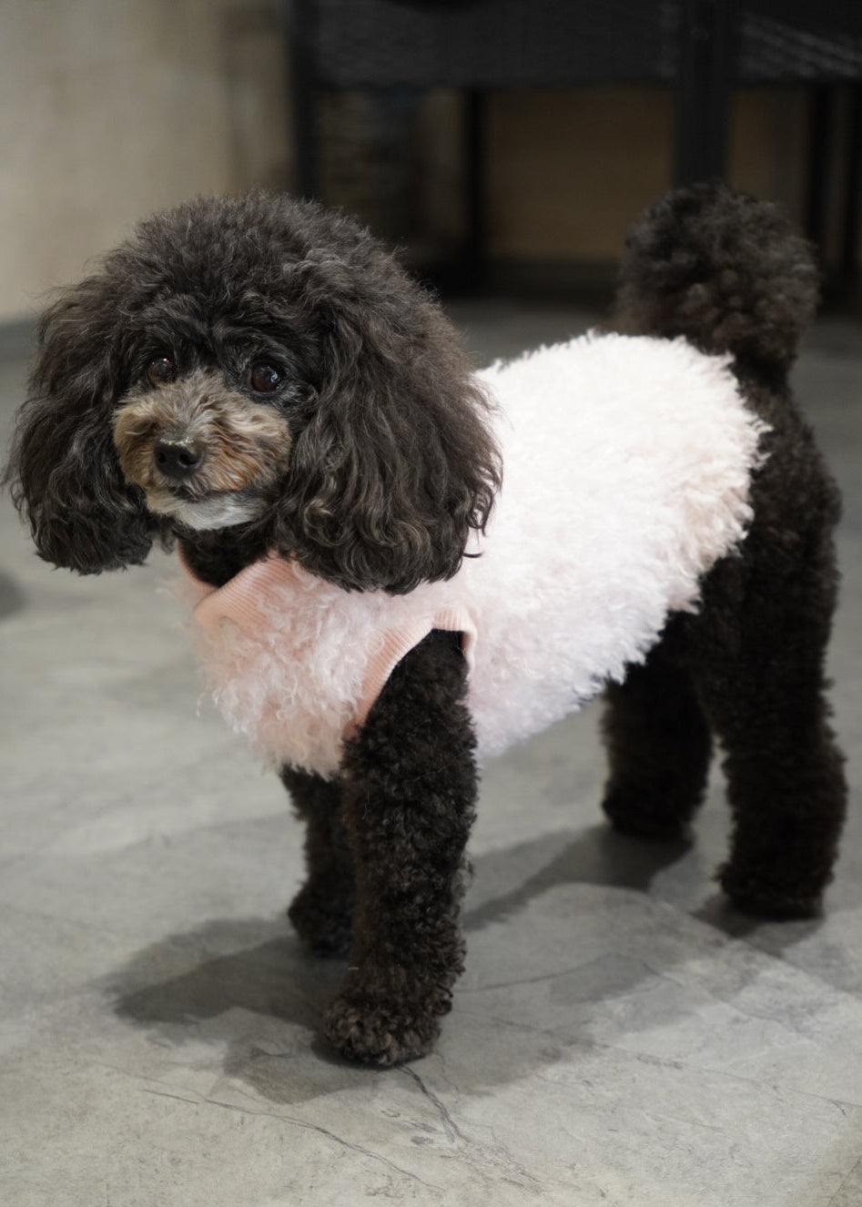 ソフトファーベスト – Forest Tokyo