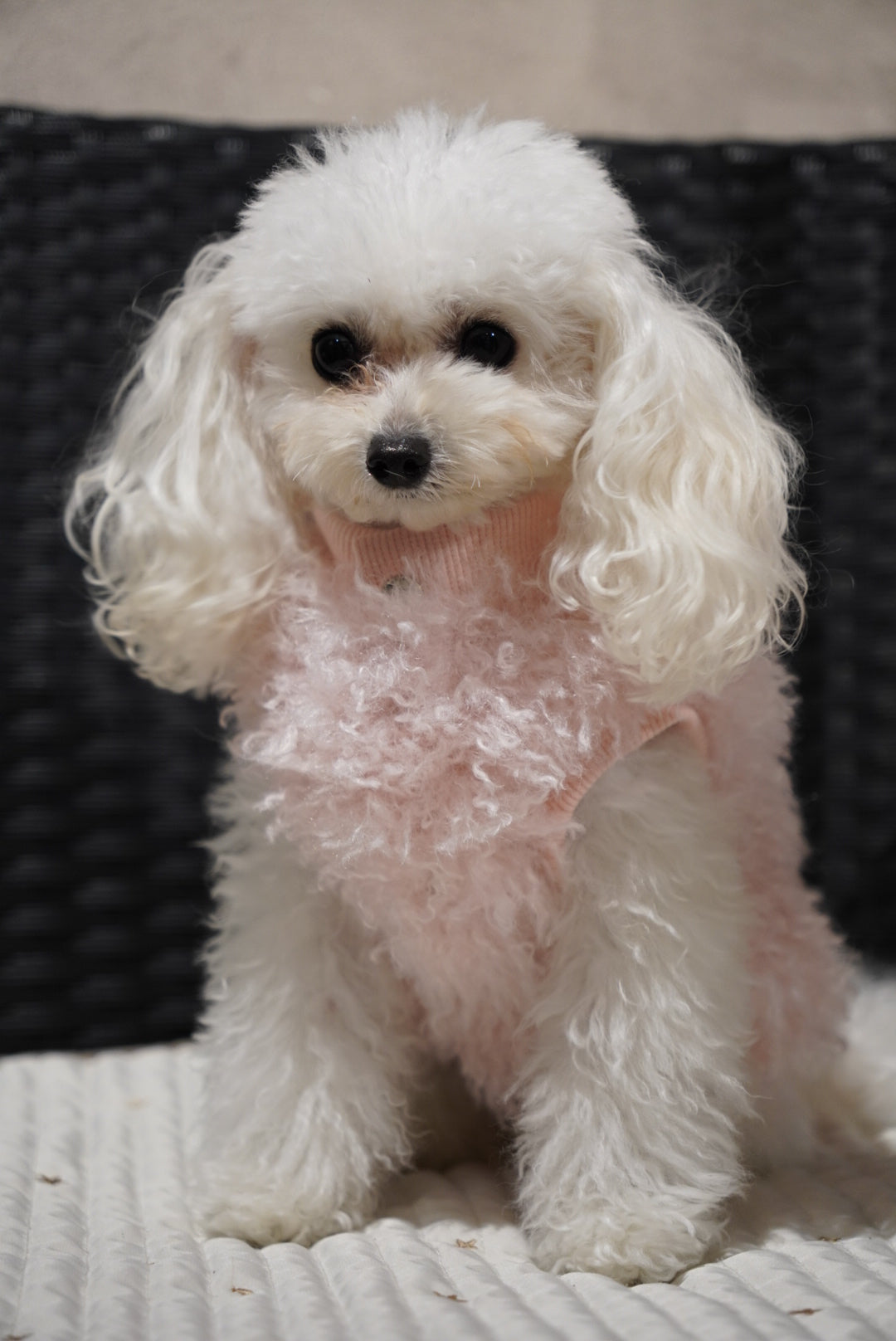 ソフトファーベスト