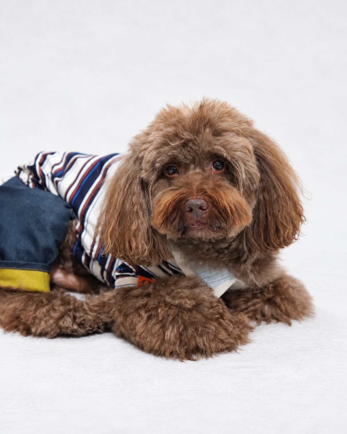 Double Collar Polo ー ネイビー