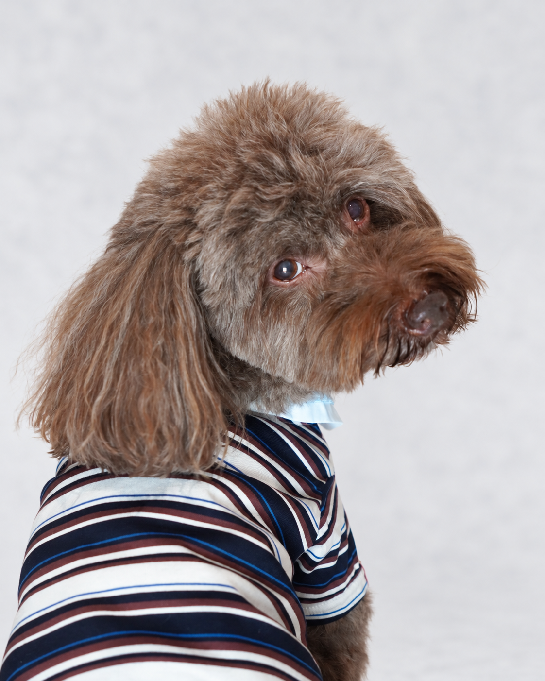 Double Collar Polo ー ネイビー