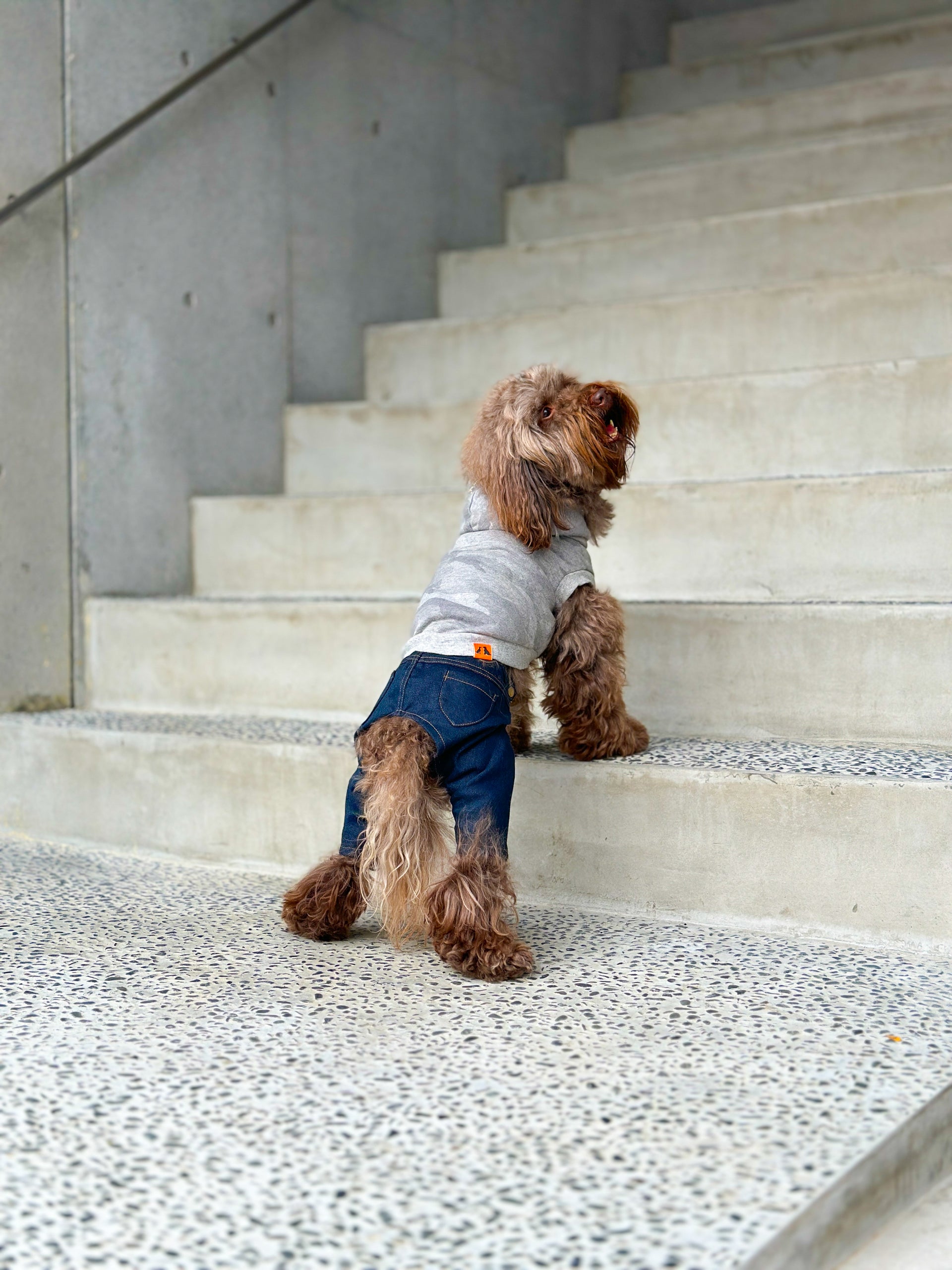 愛犬との時間を
もっと特別に。